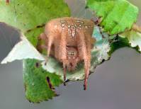 Araneus pallidus
