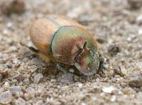 Onthophagus coenobita - Калоед-отшельник