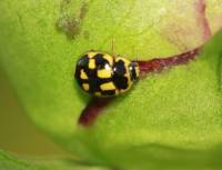 Propylaea quatuordecimpunctata - Пропилея четырнадцатиточечная