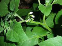 Solanum nigrum - Паслён чёрный