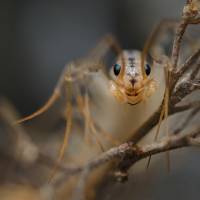 Scutigera coleoptrata - Обыкновенная мухоловка