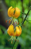Liliaceae - Лилейные