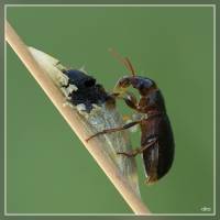 Carabidae - unidentified