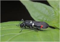 Черная цикадка с белыми и красными пятнами