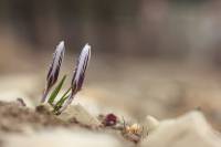 Iridaceae - Ирисовые