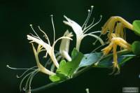 Lonicera japonica - Жимолость японская