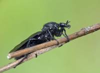 Bibionidae - Комары-толстоножки