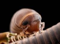 Diplopoda (Arthropoda - Myriapoda) - Двупарноногие