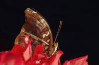 Nymphalidae - Нимфалиды