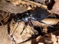 Carabidae - Carabinae