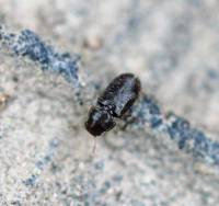 Ciidae - Трутовиковые жуки, или цииды