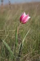 Tulipa suaveolens - Тюльпан Геснера, Тюльпан Шренка