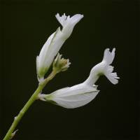 Polygala amoenissima - Истод прелестнейший