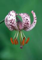 Liliaceae - Лилейные