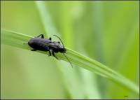 Carabidae - unidentified