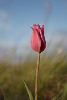 Tulipa suaveolens - Тюльпан Геснера, Тюльпан Шренка