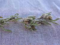 Gnaphalium uliginosum - Сушеница топяная, Сушеница болотная