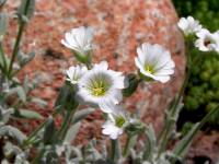 Cerastium tomentosum - Ясколка войлочная