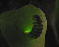 Lampyris noctiluca - Светляк обыкновенный
