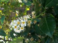 Prunus laurocerasus - Лавровишня лекарственная