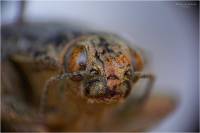 Chalcophora mariana - Златка большая сосновая