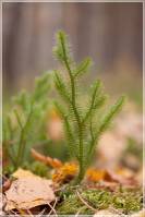 Lycopodium clavatum - Плаун булавовидный