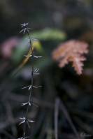 Rubiaceae - Мареновые