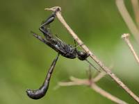 Gasteruptiidae - Эваноидные наездники (Гастерупцииды, Гастерупциониды)