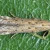  - Spotted knapweed seed head moth
