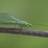  - Green lacewing