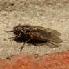  - False stable fly
