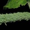  - Mealy Plum Aphid
