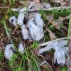  - Ghost plant, Ghost pipe, Indian pipe