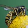  - Common wasp