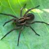  - Wolf spiders
