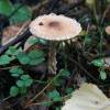  - Shield dapperling or The shaggy-stalked Lepiota