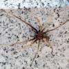  - Large House Spider