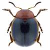  - Soyabean leaf beetle