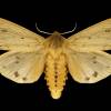  - Banded Woollybear, Isabella tiger moth