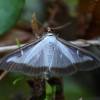  - box tree moth