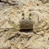  - Pallid ghost crab