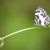  - Banded Blue Pierrot