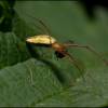  - Common Stretch-spider