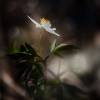  - European Thimbleweed, Wood Anemone