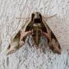  - Pandora sphinx moth