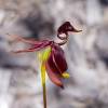  - flying duck orchid