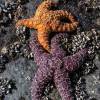  - purple sea star, ochre sea star, or ochre starfish