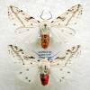 - Dark-spotted tiger moth or Light ermine moth