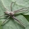  - Nursery Web Spider