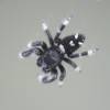  - Regal Jumping Spider